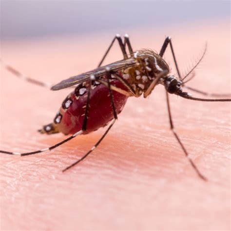 dengue fever dominican republic